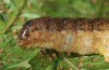 Phlogophora interrupta: Larva (e.l. rearing Azores, Pico, mid-December 2014) [S]