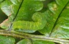 Phlogophora interrupta: Half-grown larva (Azores, Pico, mid-December 2014) [M]