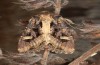 Trigonophora jodea: Weibchen (e.l. Spanien, Teruel, Sierra de Albarracin, Raupen Anfang April 2024) [S]