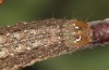 Trigonophora jodea: Halbwüchsige Raupe (e.l. Spanien, Teruel, Sierra de Albarracin, Raupen Anfang April 2024) [S]