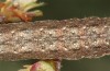 Trigonophora jodea: Halbwüchsige Raupe (e.l. Spanien, Teruel, Sierra de Albarracin, Raupen Anfang April 2024) [S]