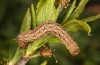 Trigonophora jodea: Raupe (e.l. Spanien, Teruel, Sierra de Albarracin, Raupen Anfang April 2024) [S]