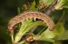 Trigonophora jodea: Raupe (e.l. Spanien, Teruel, Sierra de Albarracin, Raupen Anfang April 2024) [S]