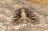 Trigonophora jodea: Weibchen (e.l. Spanien, Teruel, Sierra de Albarracin, Raupen Anfang April 2024) [S]