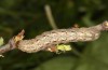 Trigonophora jodea: Raupe (e.l. Spanien, Teruel, Sierra de Albarracin, Raupen Anfang April 2024) [S]