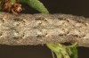 Trigonophora jodea: Raupe (e.l. Spanien, Teruel, Sierra de Albarracin, Raupen Anfang April 2024) [S]