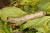 Trigonophora jodea: Raupe (e.l. Spanien, Teruel, Sierra de Albarracin, Raupen Anfang April 2024) [S]