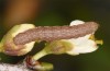 Trigonophora jodea: Jungraupe (Spanien, Teruel, Sierra de Albarracin, Anfang April 2023) [M]