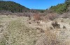 Trigonophora jodea: Larvalhabitat (Spanien, Teruel, Sierra de Albarracin, Anfang April 2024) [N]