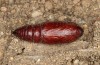 Trigonophora jodea: Puppe (e.l. Spanien, Teruel, Sierra de Albarracin, Raupen Anfang April 2024) [S]