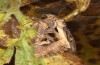 Trigonophora jodea: Männchen (e.l. Spanien, Teruel, Sierra de Albarracin, Raupen Anfang April 2024) [S]