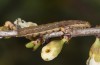 Trigonophora jodea: Jungraupe (Spanien, Teruel, Sierra de Albarracin, Anfang April 2023) [S]