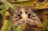 Trigonophora jodea: Männchen (e.l. Spanien, Teruel, Sierra de Albarracin, Raupen Anfang April 2024) [S]
