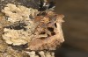 Trigonophora jodea: Männchen (e.l. Spanien, Teruel, Sierra de Albarracin, Raupen Anfang April 2024) [S]