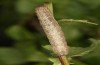Trigonophora jodea: Halbwüchsige Raupe (e.l. Spanien, Teruel, Sierra de Albarracin, Raupen Anfang April 2024) [S]