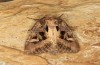 Trigonophora jodea: Männchen (e.l. Spanien, Teruel, Sierra de Albarracin, Raupen Anfang April 2024) [S]
