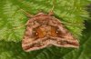 Autographa jota: Adult (e.l. eastern Swabian Alb, Southern Germany, ex October 2010) [S]