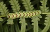 Callopistria juventina: Larva in the final instar (S-Germany, Aichstetten, August 2020) [S]