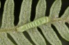 Callopistria juventina: Larva in the third instar (S-Germany, Aichstetten, early August 2020) [M]