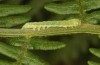 Callopistria juventina: Larva in the third instar (S-Germany, Aichstetten, early August 2020) [M]