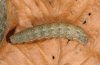 Caradrina kadenii: Larva [S]