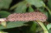 Sideridis kitti: Larva (e.l. South Tyrol, Val Müstair, 1250m, early July 2015) [S]
