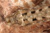 Xestia kollari: Larva (breeding photo 2017, material from Southern Urals) [S]