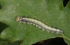 Polyploca korbi: Half-grown larva (Greece, Samos Island, Moni Vronda, mid-May 2017) [S]