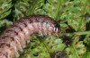 Phlogophora kruegeri: Larva (Flores, March 2014) [S]
