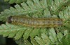 Phlogophora kruegeri: Larva (Flores, Azores, March 2014) [M]