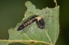 Falcaria lacertinaria: Young larva (S-Germany, Leutkirch, early August 2019) [M]