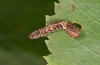 Falcaria lacertinaria: Half-grown larva (S-Germany, Leutkirch, early August 2019) [S]