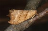 Falcaria lacertinaria: Male (e.l. rearing, S-Germany, Leutkirch, larva in August 2020) [S]