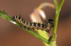 Cucullia lactucae: Young larva (eastern Swabian Alb, Southern Germany, Gerstetten, late June 2011) [N]