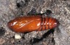 Agrochola laevis: Pupa (e.l. N-Greece, Grevena, Pindos, larva in early May 2014) [S]