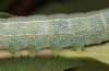 Lithophane lamda: Larva (central Sweden, Östersund, early July 2020) [M]
