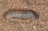 Agrotis lanzarotensis: Halbwüchsige Raupe (Lanzarote, NW von Nazaret, Ende Januar 2020) [M]