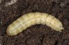 Agrotis lanzarotensis: Ausgewachsene Raupe in Ästivation nach Beendigung der Fressaktivität  (e.l. Fuerteventura) [S]