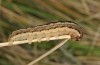 Epipsilia latens: Larva (N-Italy, South Tyrol, Val Mustair, early April 2017) [M]