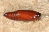 Epipsilia latens: Pupa (e.l. rearing, N-Italy, South Tyrol, Val Mustair, larva in early April 2017) [S]