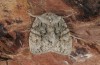 Lithophane leautieri: Adult (e.l. rearing, Spain, Zaragoza, larva in late May 2018) [S]