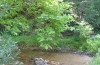 Lithophane ledereri: Larval habitat along a small stream in the uplands of Samos Island in May 2014 [N]