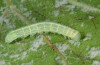 Lithophane ledereri: Larva (Samos, May 2014) [S]