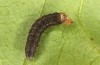 Athetis lepigone: Half-grown larva (e.o. rearing, Hungary, Dabas, oviposition in early August 2020) [S]