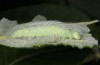 Acronicta leporina: Larva on Salix caprea (S-Germany, Memmingen, mid-August 2017) [M]