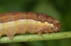 Ochropleura leucogaster: Raupe (e.l. Madeira 2013) [S]