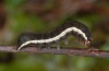 Ochropleura leucogaster: Halbwüchsige Raupe (Madeira, März 2013) [M]