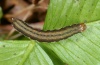 Ochropleura leucogaster: Halbwüchsige Raupe (Madeira, März 2013) [M]