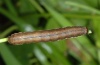Ochropleura leucogaster: Half-grown larva (e.l. Madeira 2013) [S]