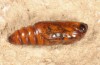 Aedia leucomelas: Pupa, beginning wing pigmentation (e.l. rearing, Cyprus, Akrotiri, larva in early November 2016) [S]
